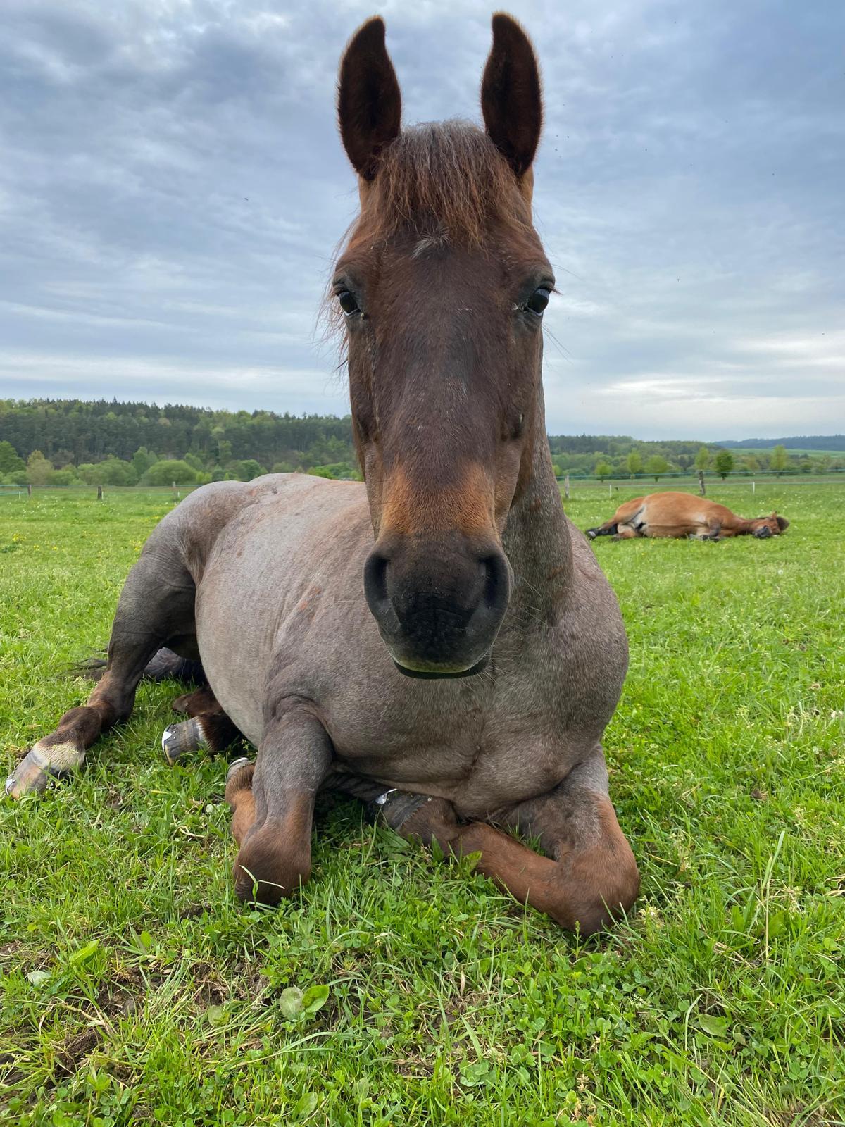 JÍZDY NA KONÍCH 